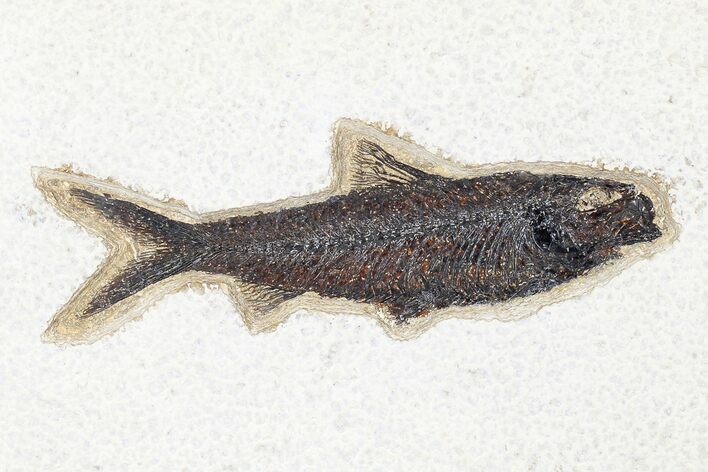 Fossil Fish (Knightia) - Green River Formation #179239